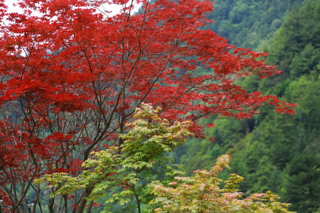 L_JY0756.JPG