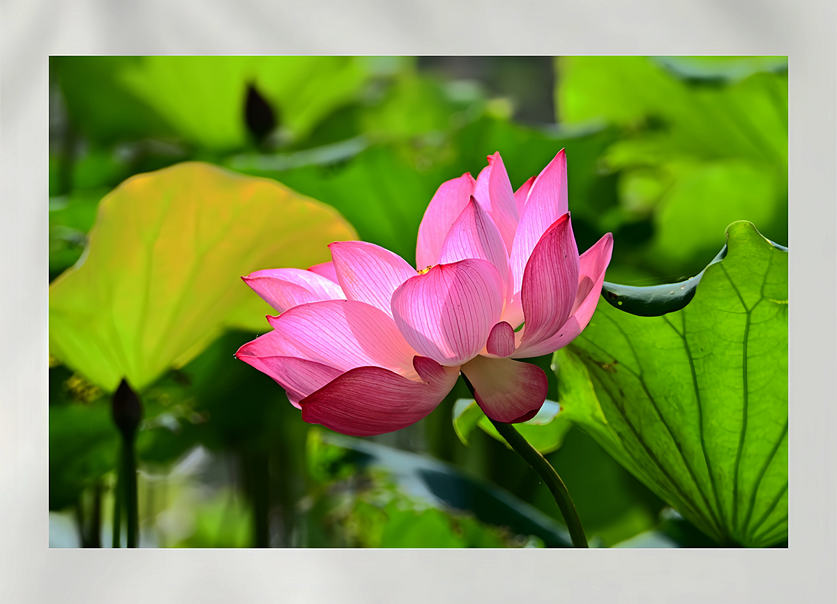 DSC_6512_����.jpg
