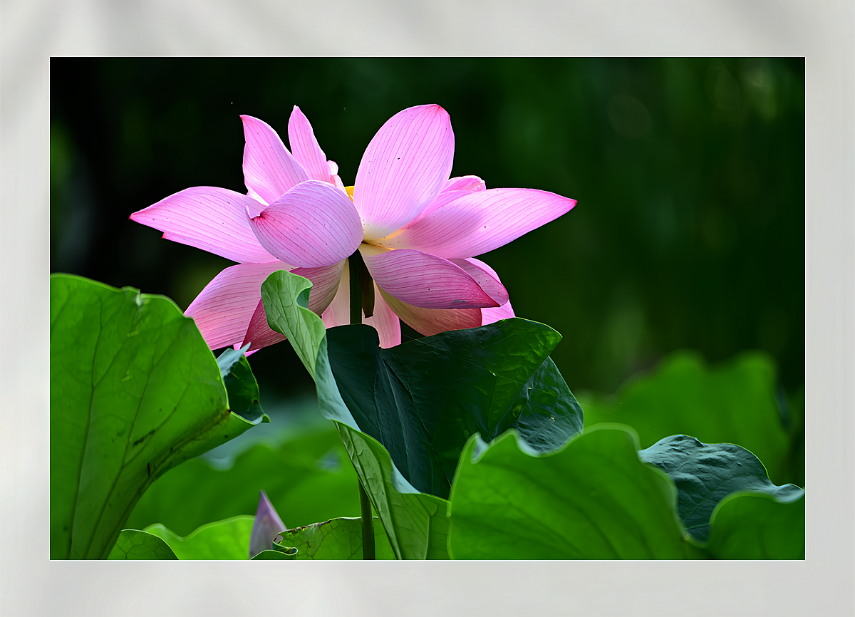 DSC_6336_����.png