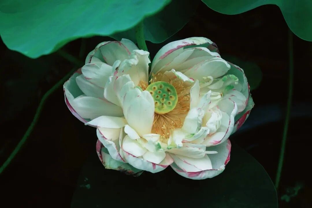 image_11.jpg