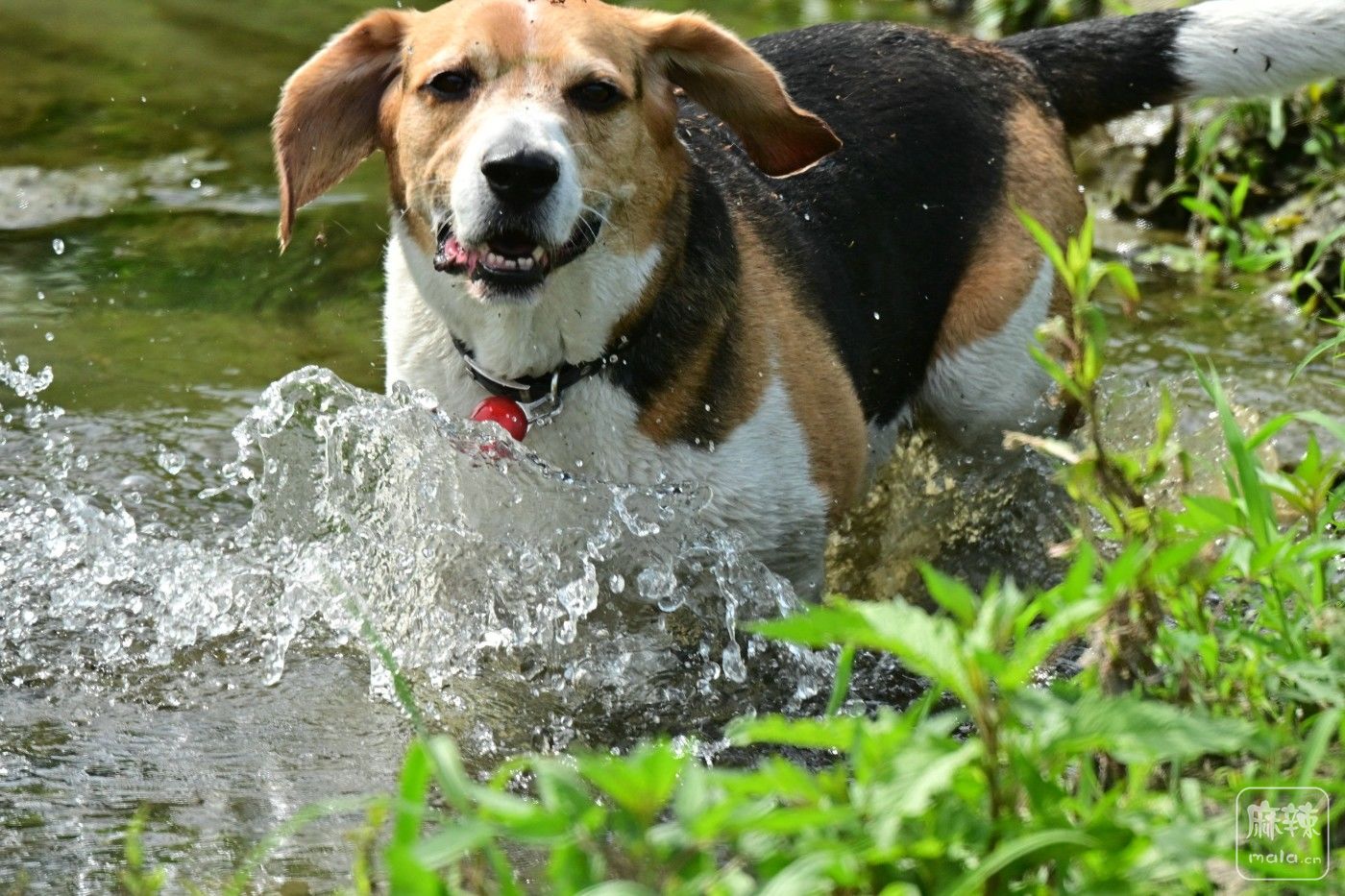 DSC_6351.JPG