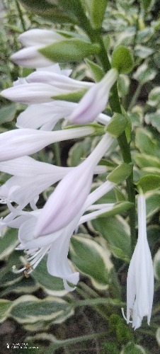 IMG_20260709_195416.jpg