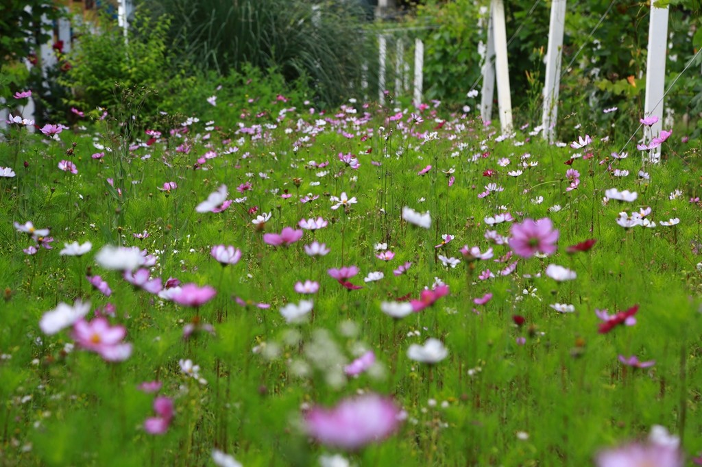 L_JY0790.JPG