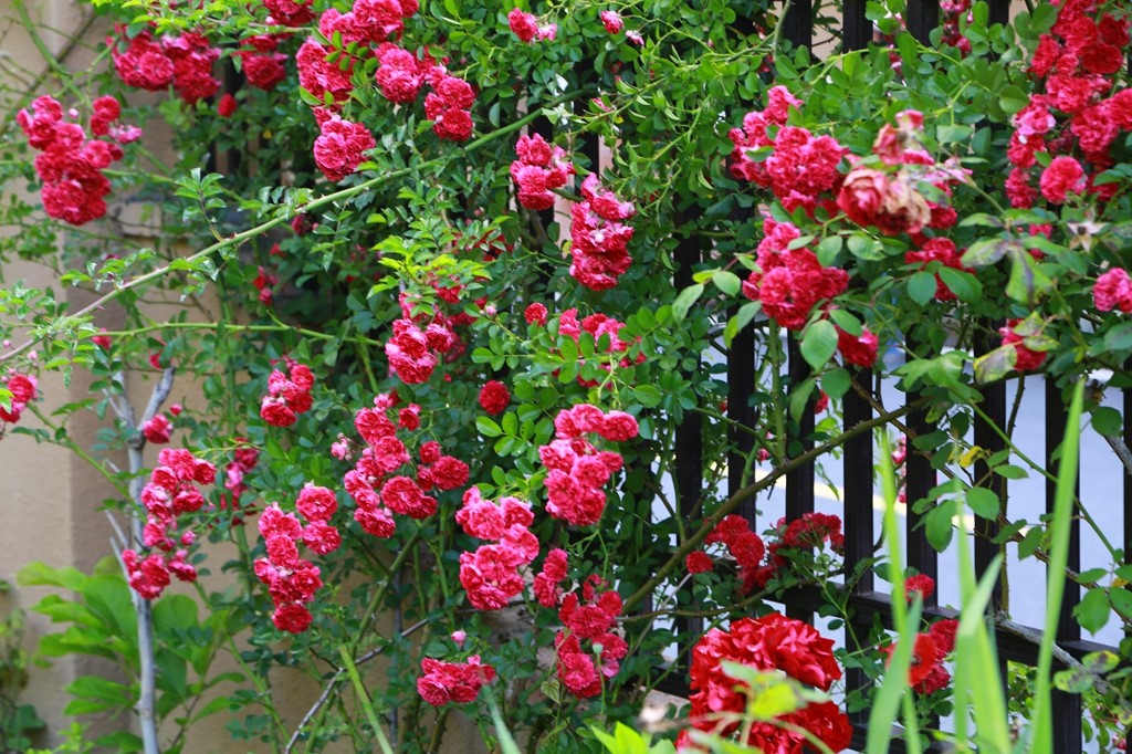 L_JY0797.JPG