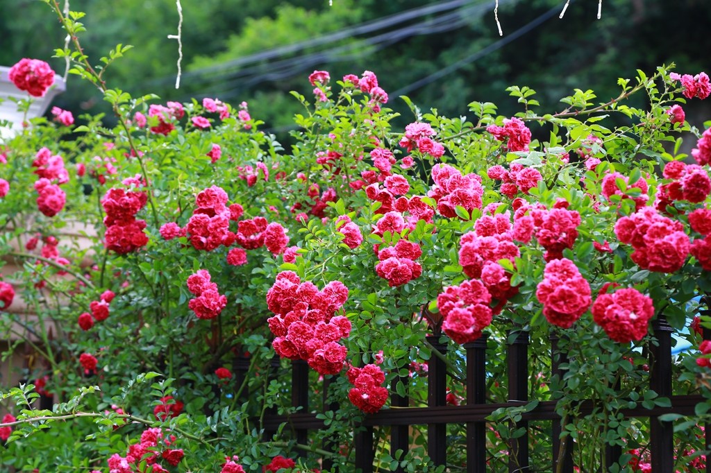 L_JY0796.JPG