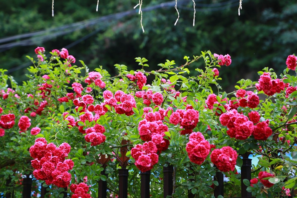 L_JY0800.JPG