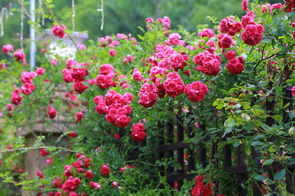 L_JY0799.JPG
