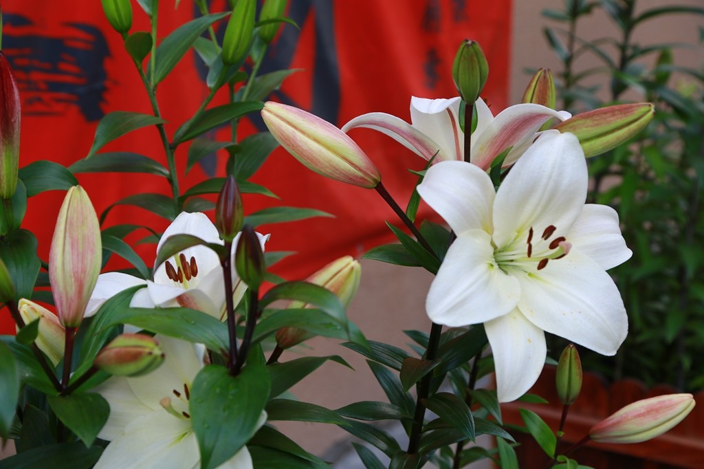 L_JY0805.JPG