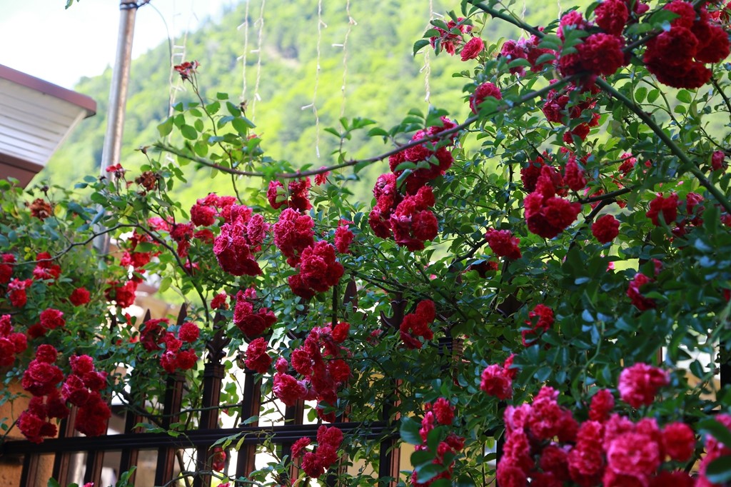 L_JY0814.JPG