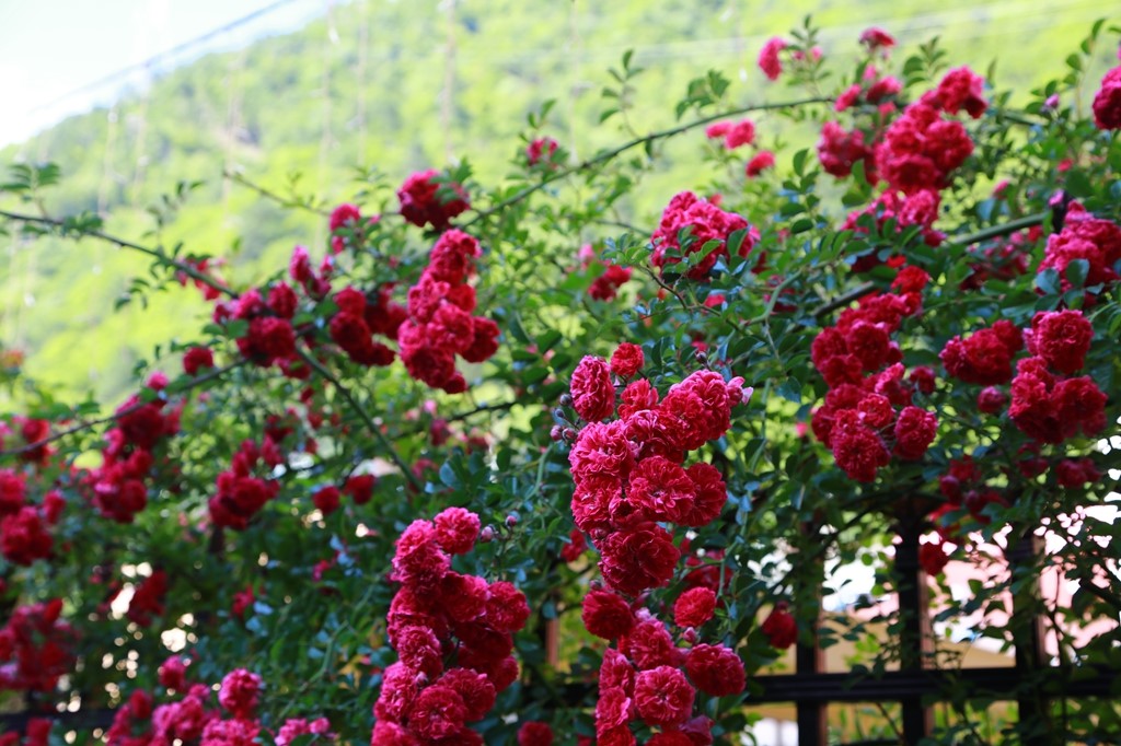 L_JY0813.JPG