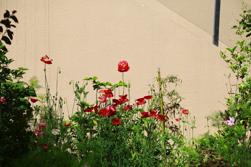 L_JY0815.JPG