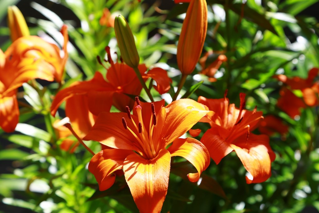 L_JY0908.JPG