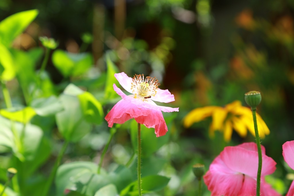 L_JY0942.JPG