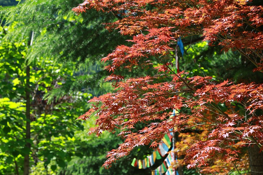 L_JY0933.JPG