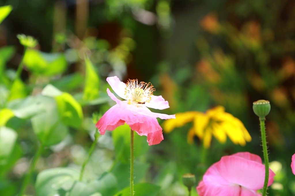 L_JY0941.JPG