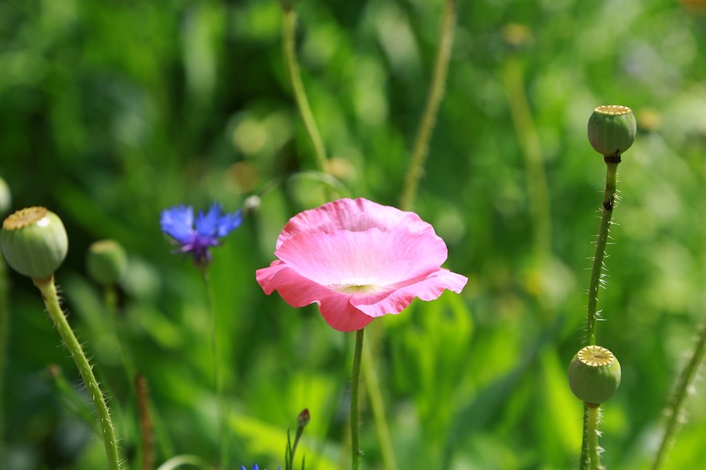 L_JY0943.JPG