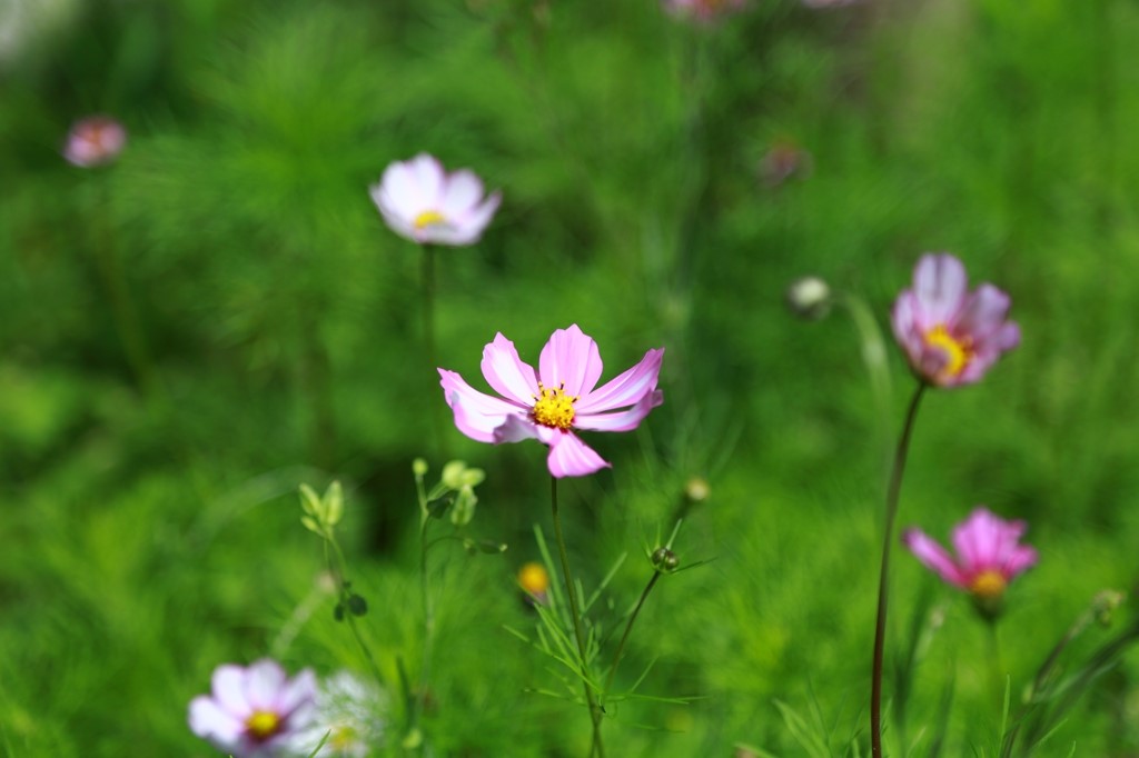 L_JY0945.JPG