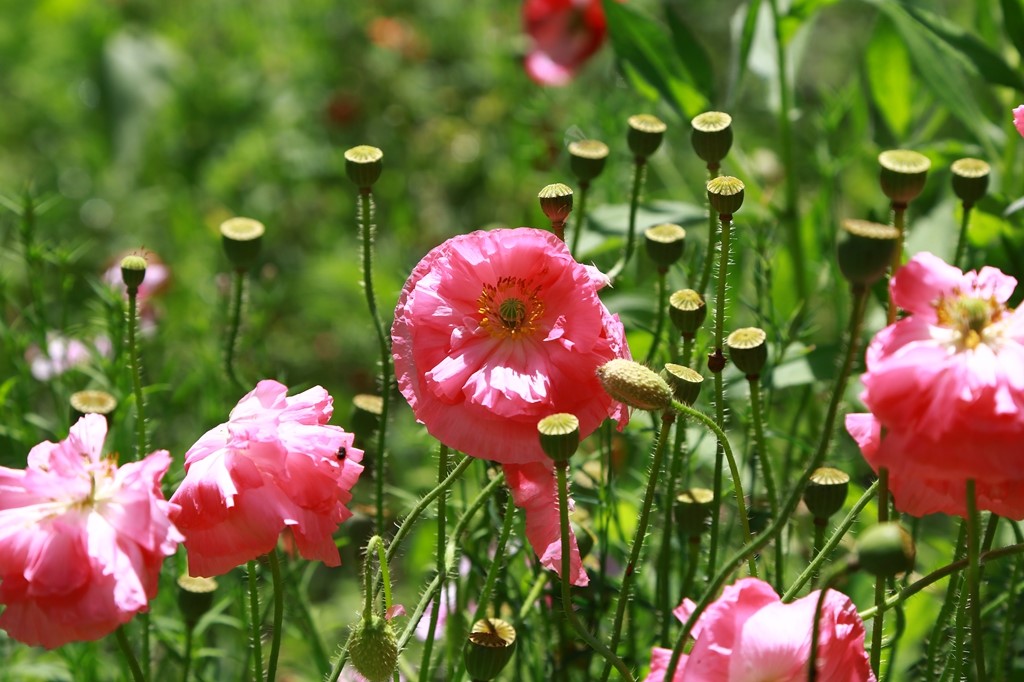 L_JY0944.JPG