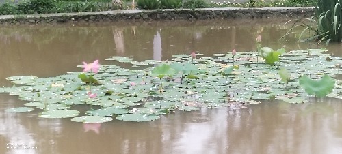 IMG_20260711_123119.jpg
