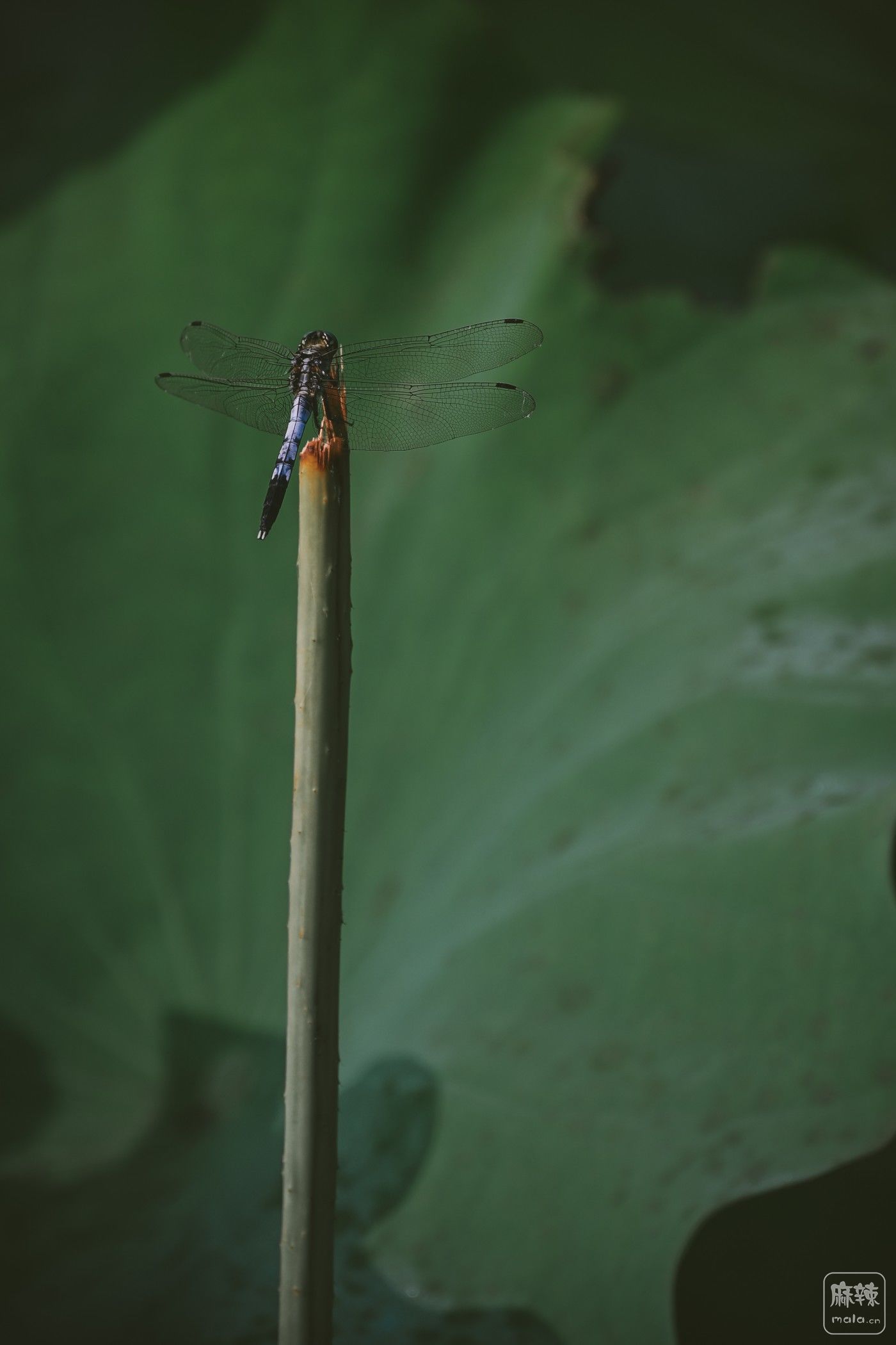DSC_2695.JPG