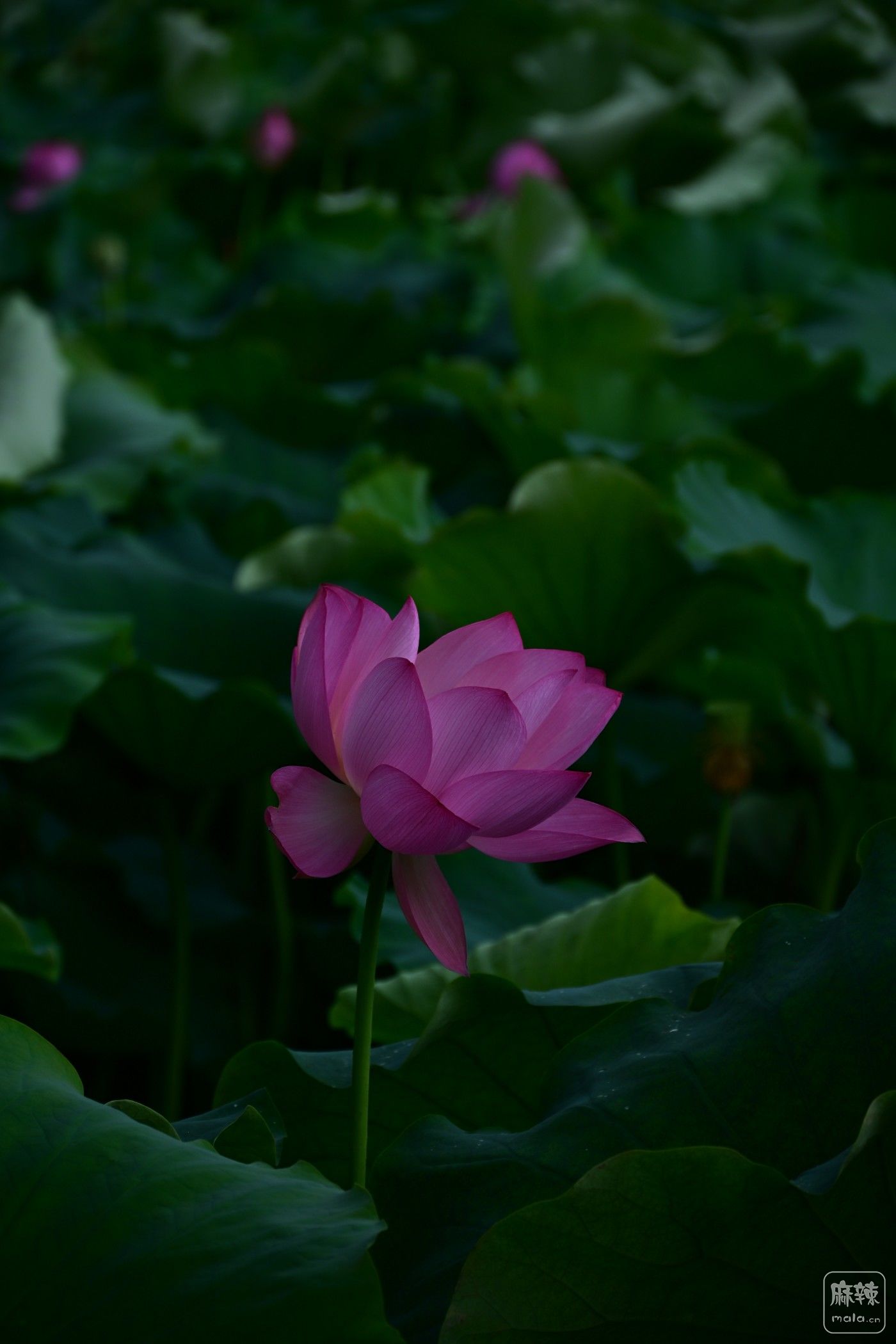 DSC_1977.JPG