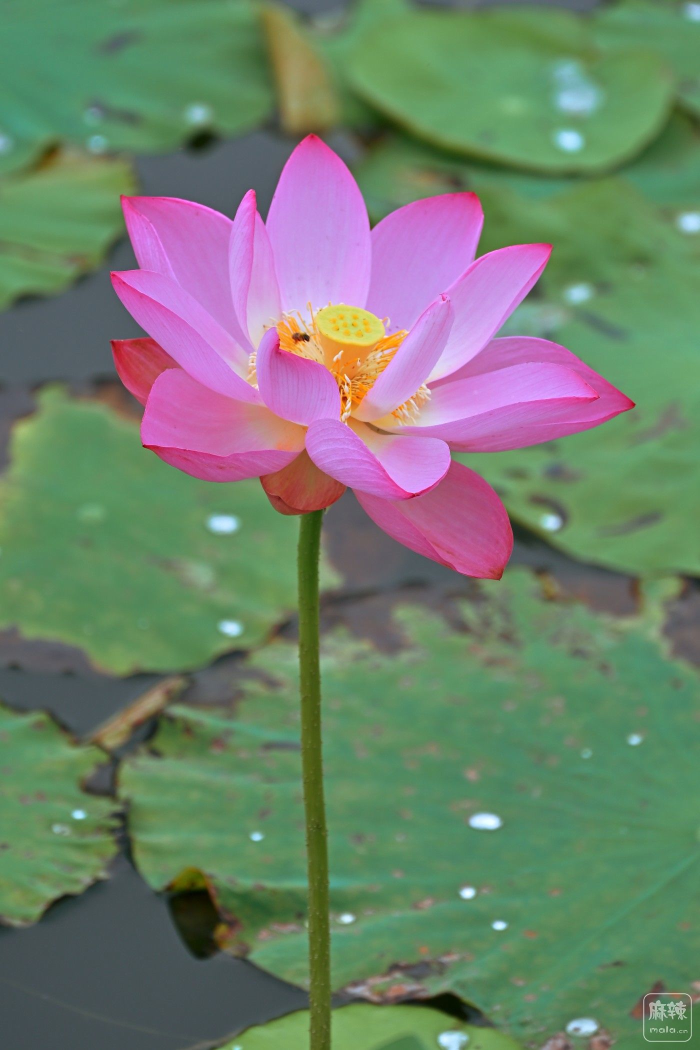 DSC_3496.JPG