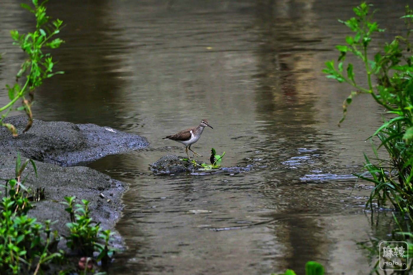 DSC_0198.JPG