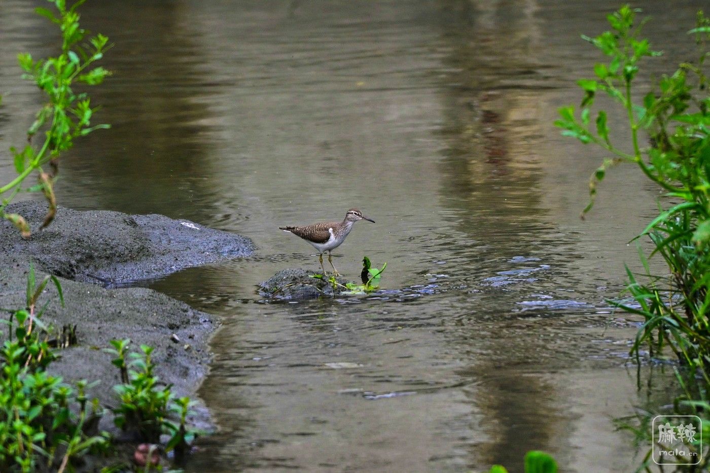 DSC_0199.JPG