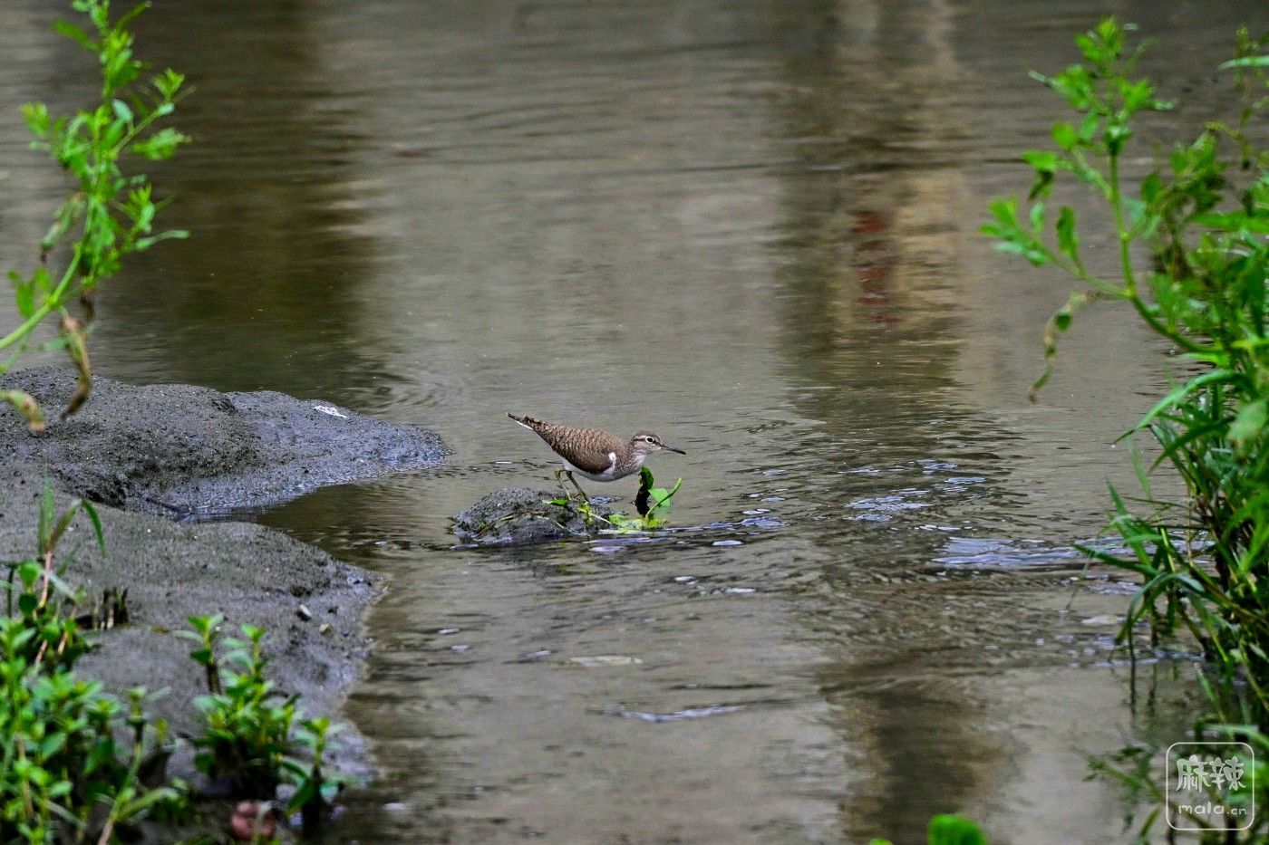 DSC_0202.JPG