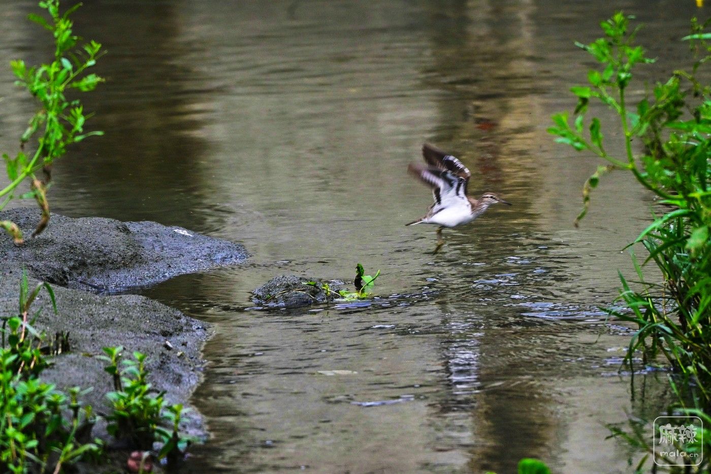 DSC_0204.JPG