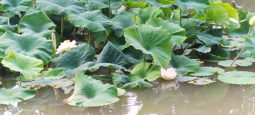 IMG_20260701_091316.jpg