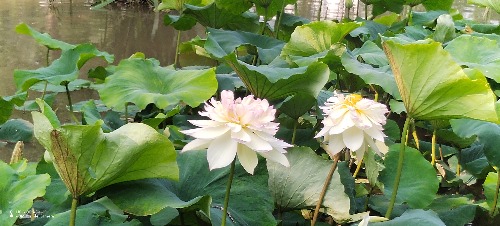 IMG_20260701_091155.jpg