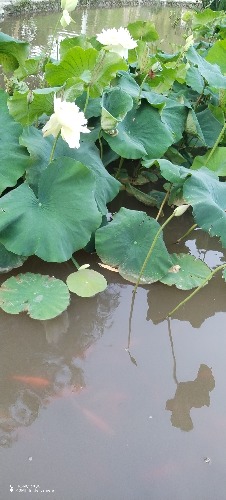 IMG_20260714_071622.jpg