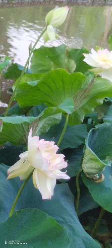 IMG_20260714_071637.jpg