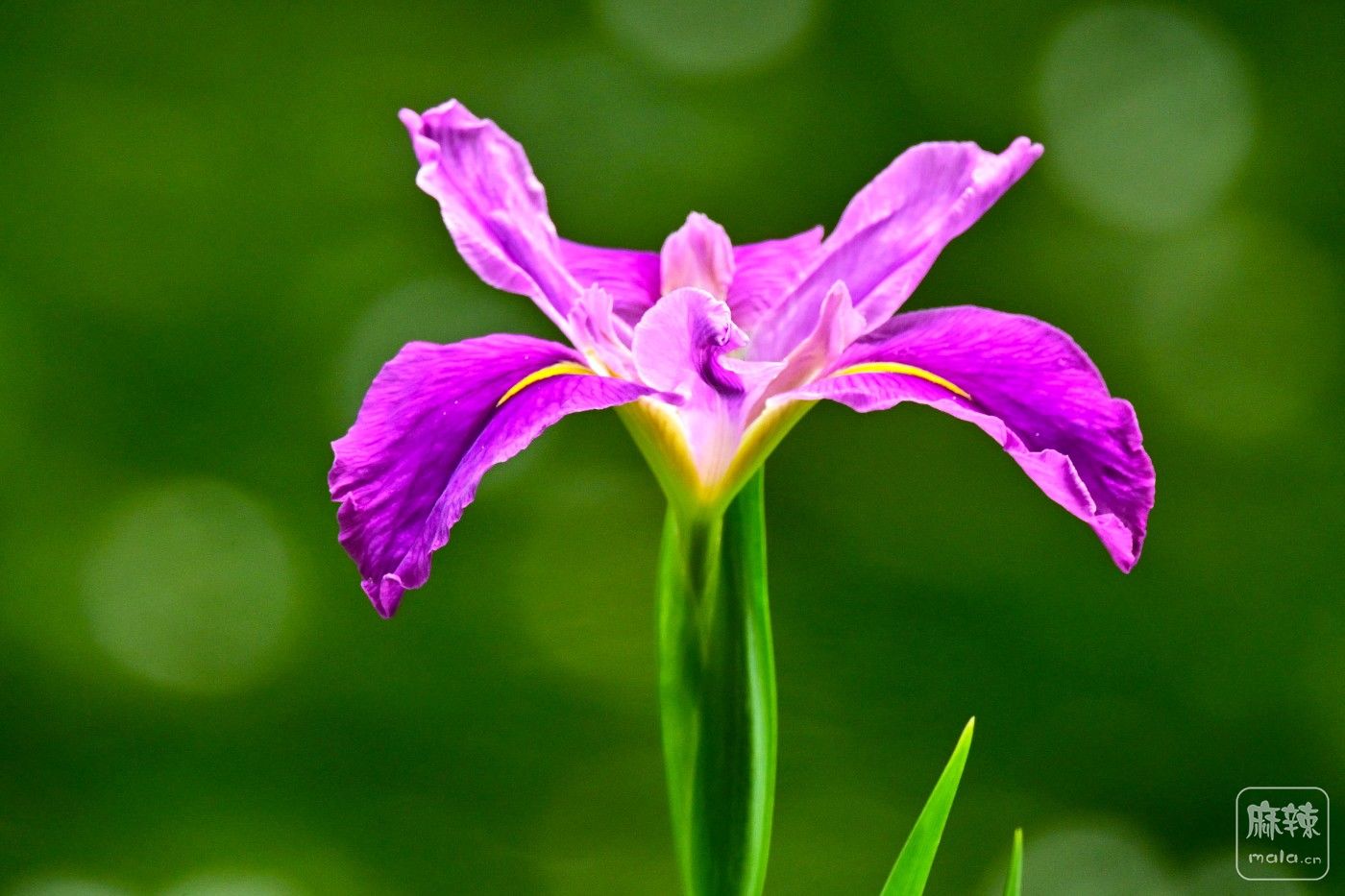 DSC_9118.JPG