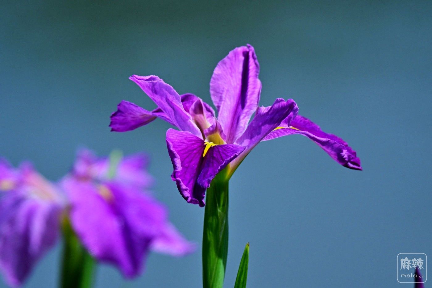 DSC_9093.JPG