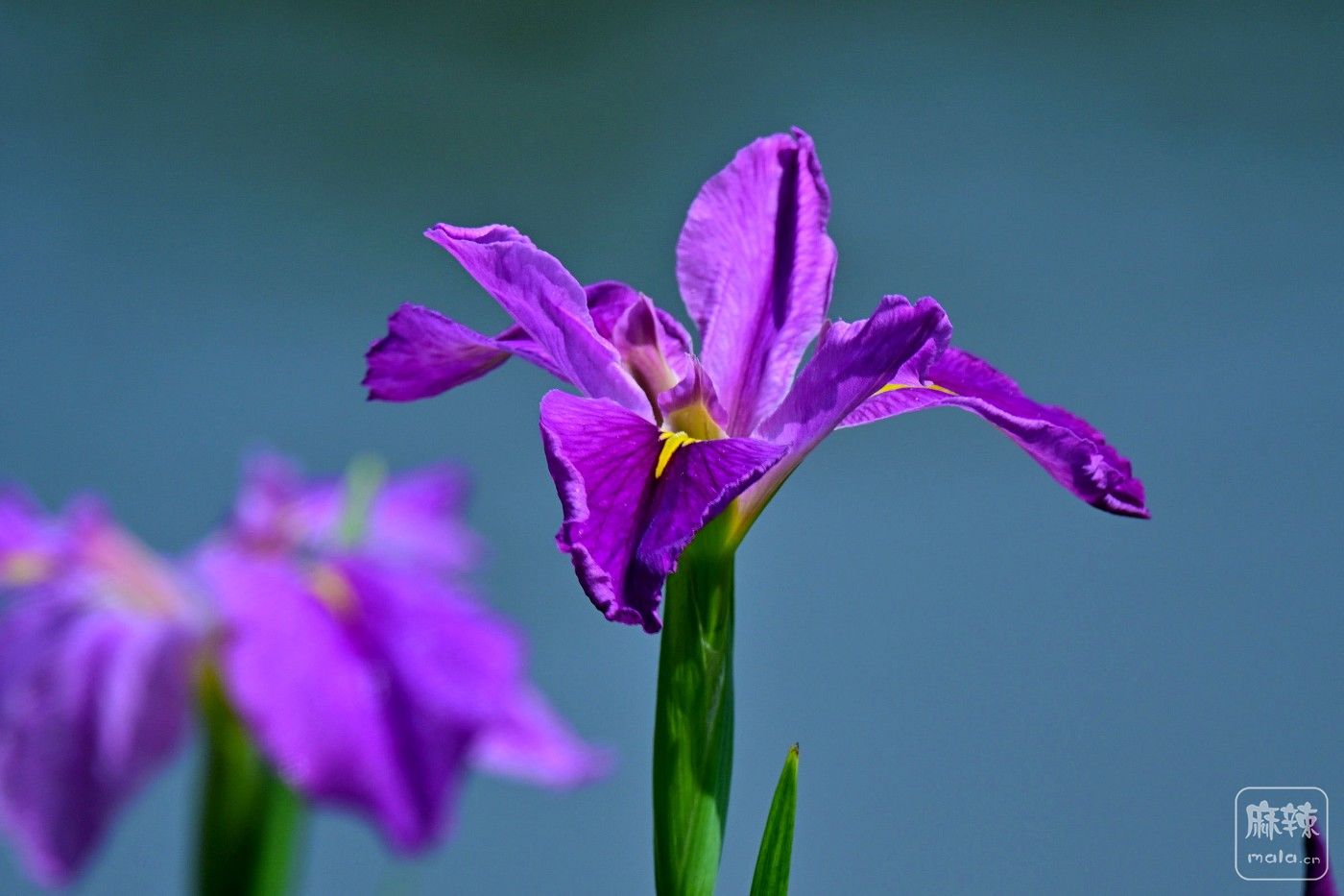 DSC_9097.JPG