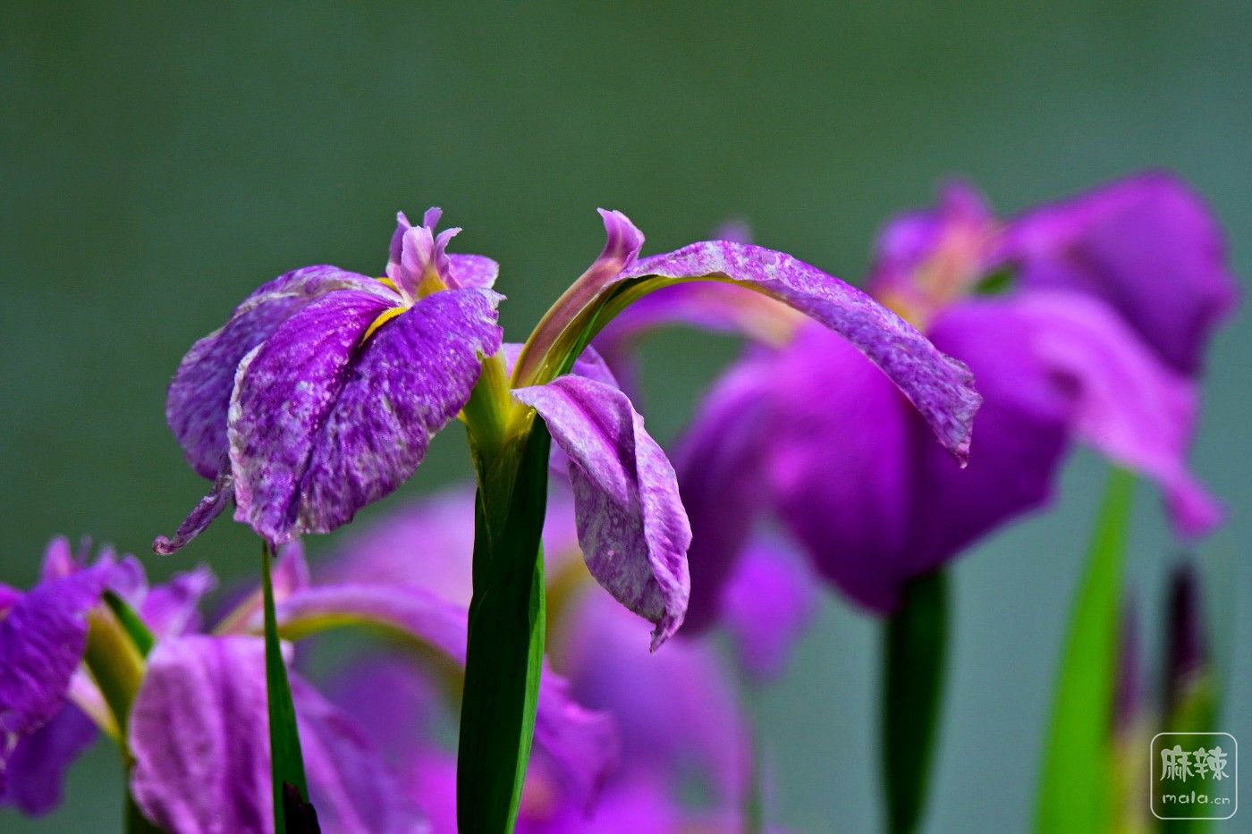 DSC_9107.JPG