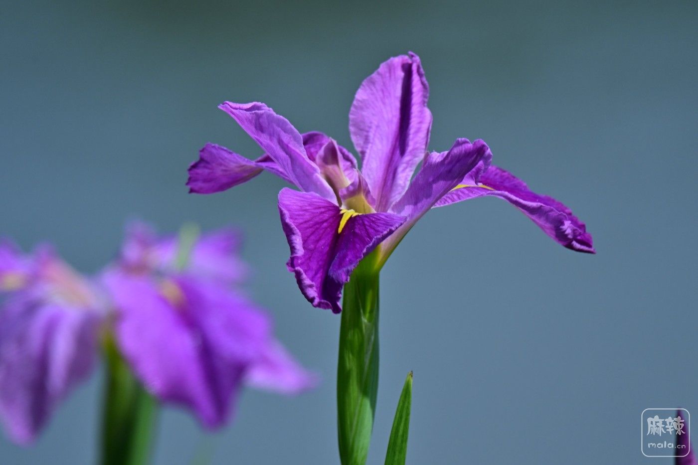 DSC_9099.JPG