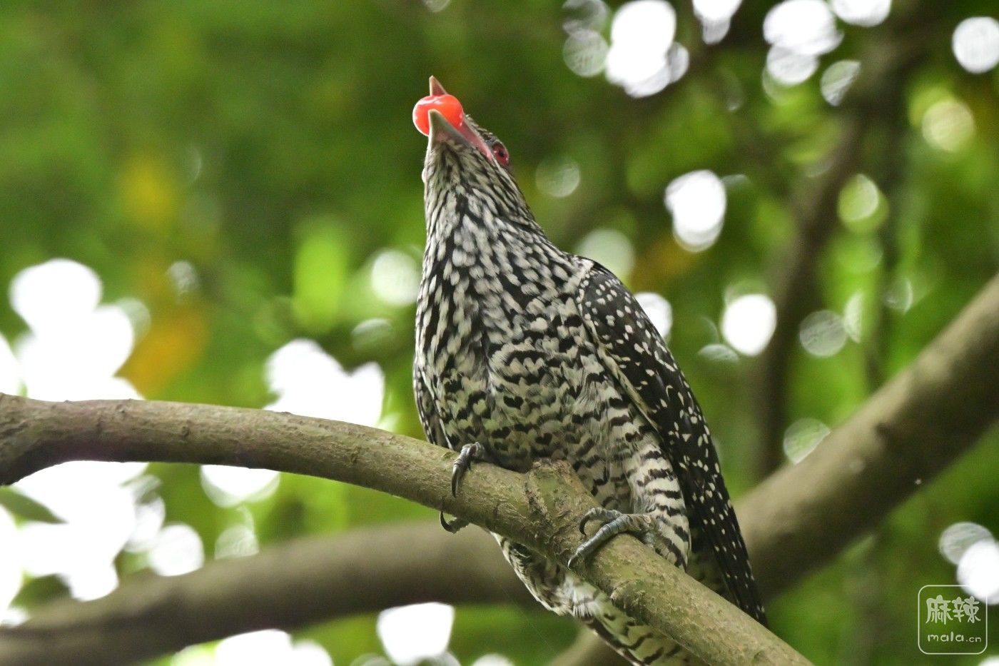 DSC_4505.JPG