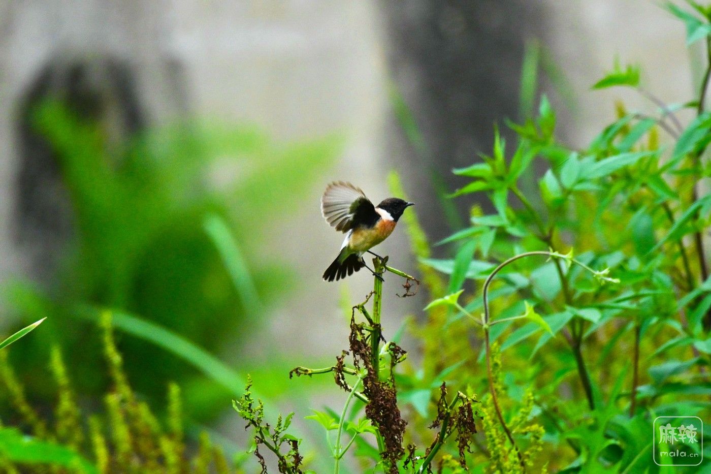DSC_5637.JPG