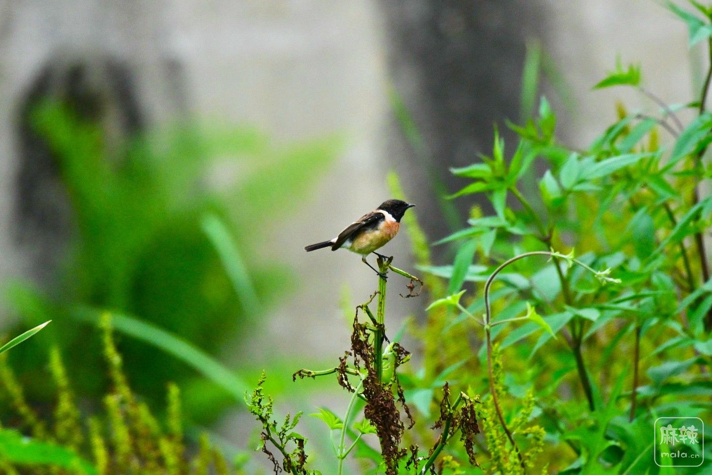 DSC_5636.JPG