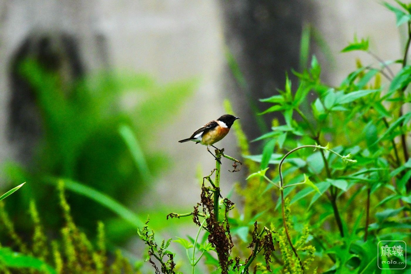 DSC_5638.JPG