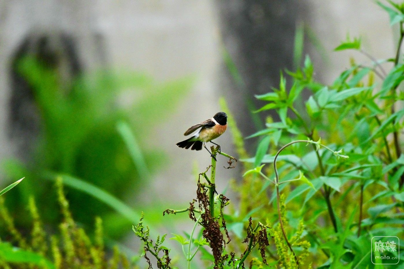 DSC_5639.JPG