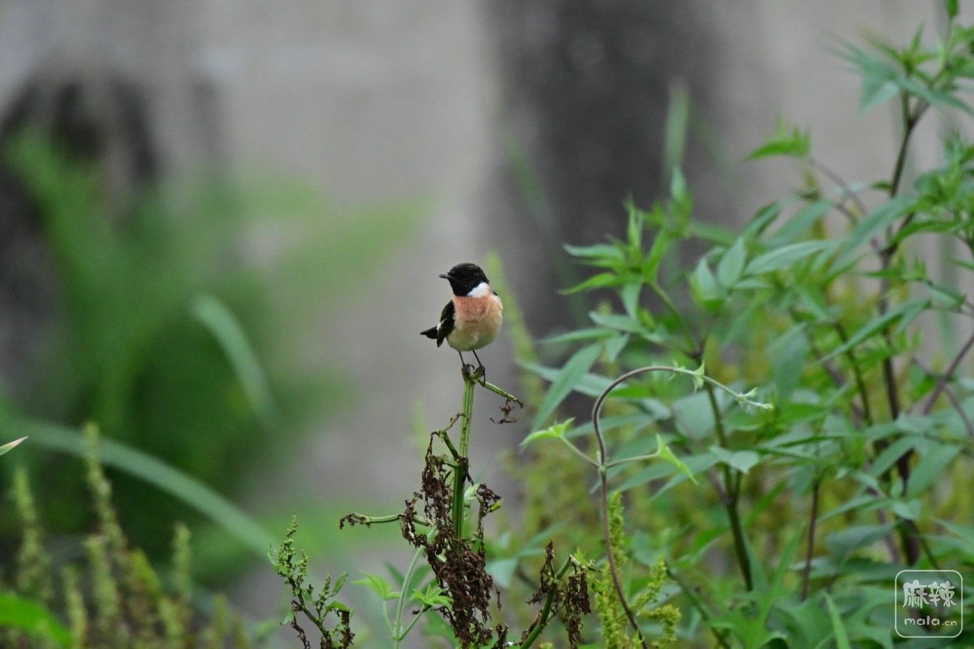 DSC_5648.JPG