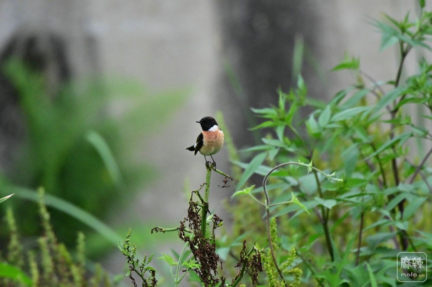 DSC_5649.JPG