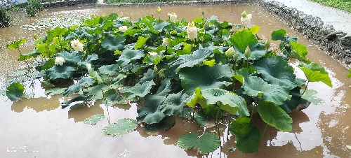 IMG_20260717_161624.jpg