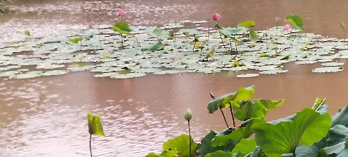 IMG_20260717_161702.jpg
