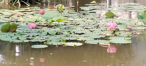IMG_20260709_095741.jpg