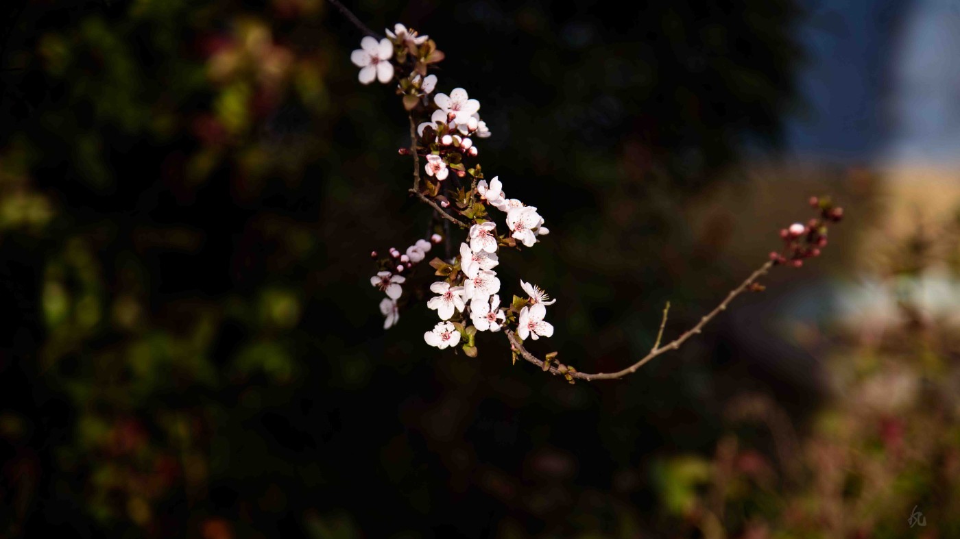 DSC_8921.jpg
